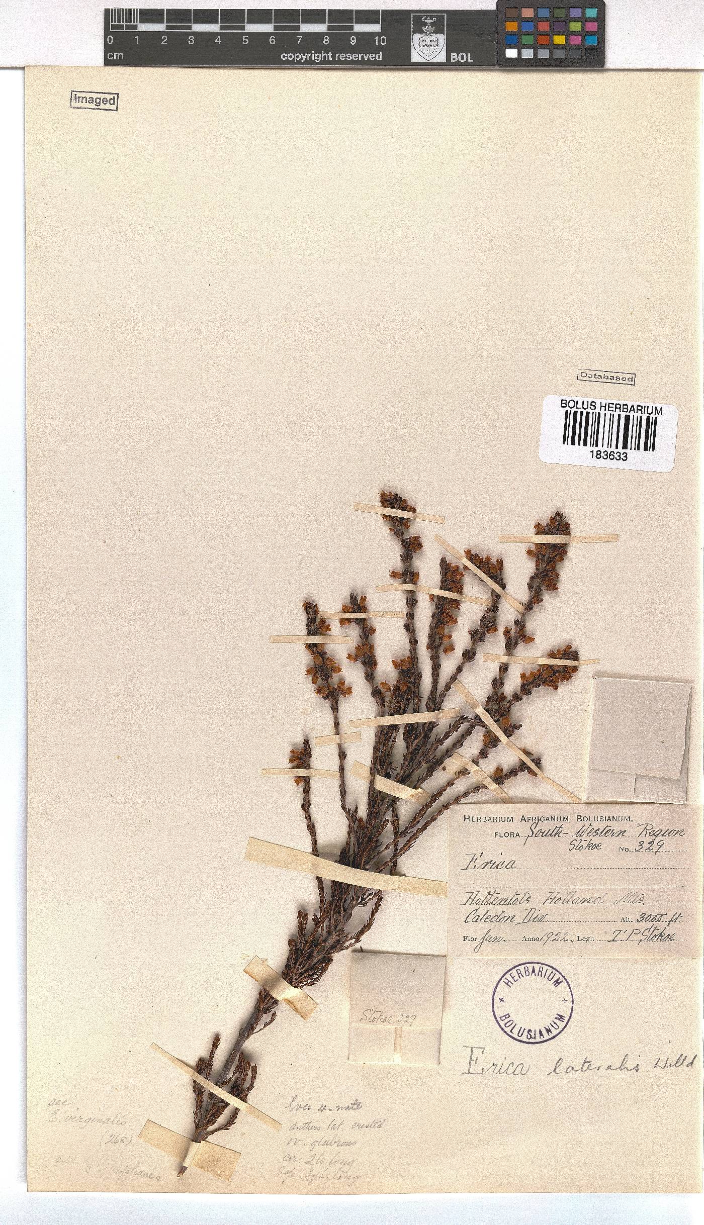 Erica lateralis image