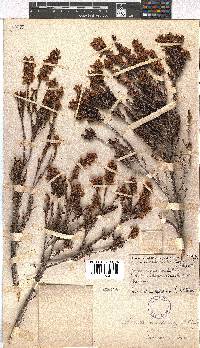 Erica lateralis image