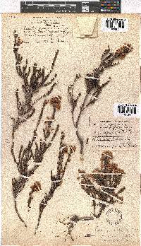 Erica lateralis image