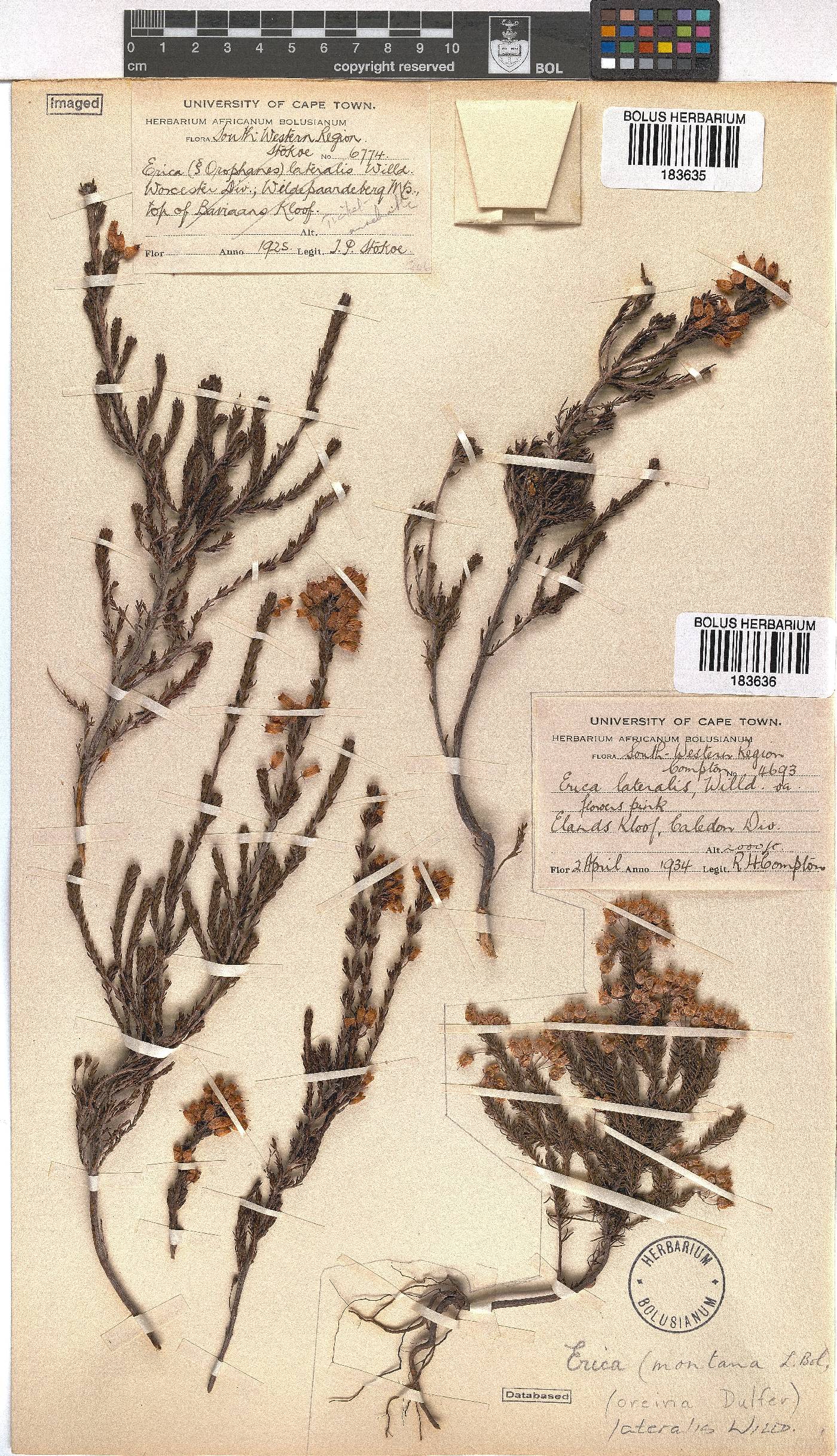 Erica lateralis image