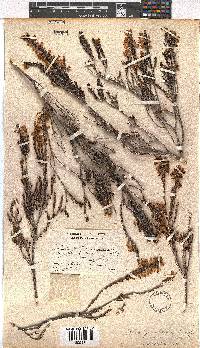 Erica lateralis image