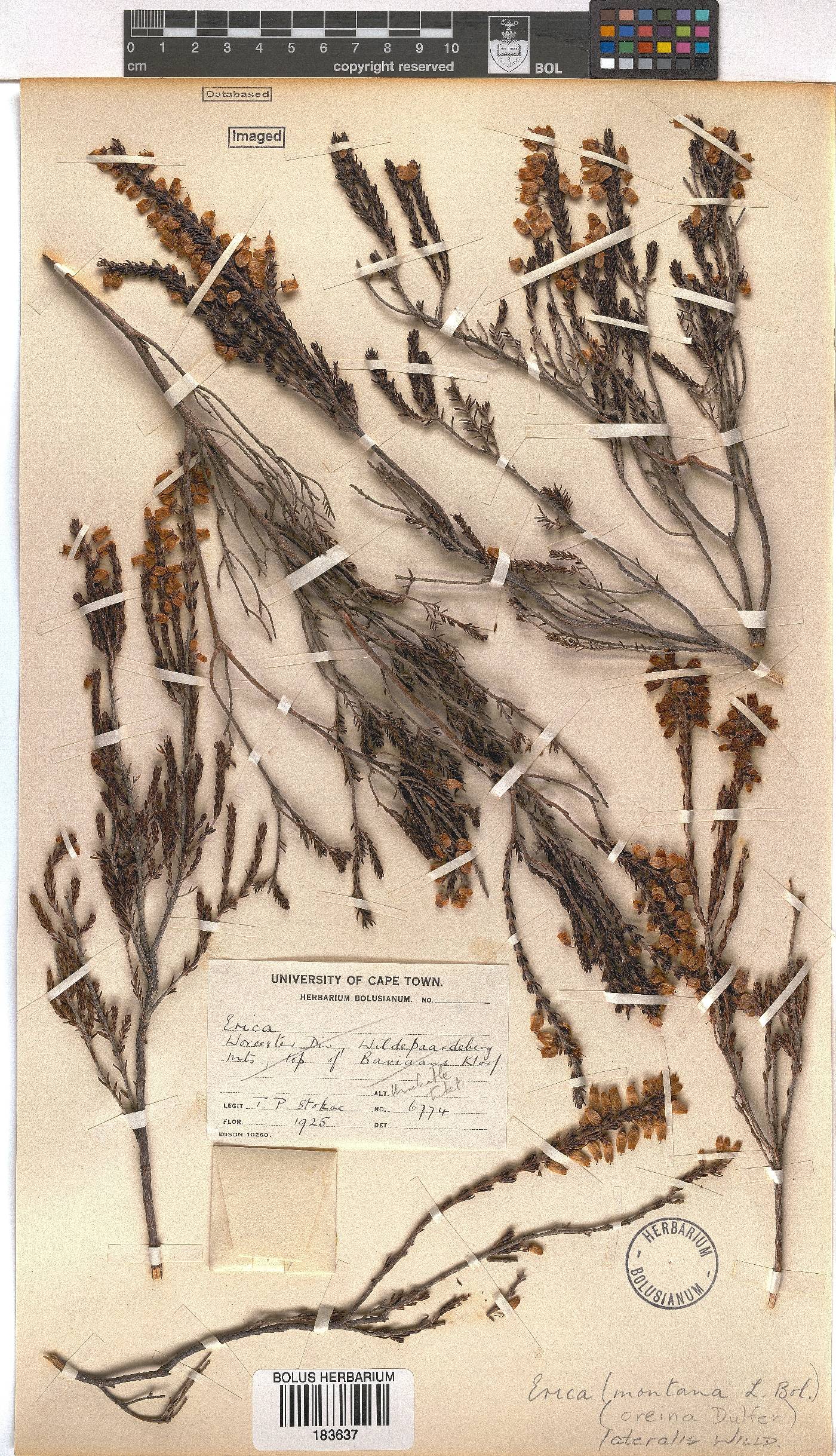 Erica lateralis image