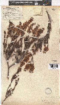 Erica lateralis image