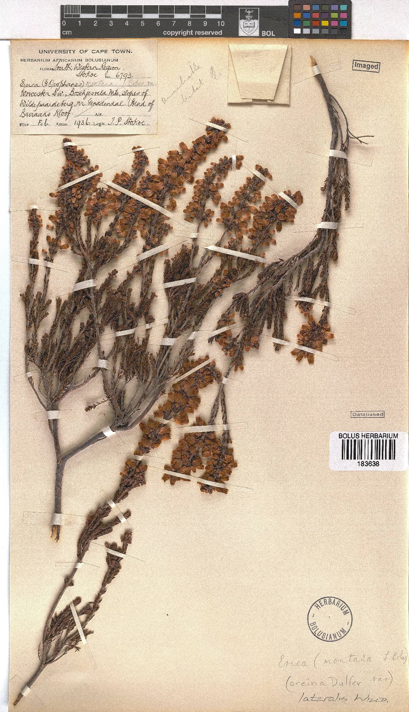 Erica lateralis image