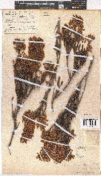 Erica lateralis image