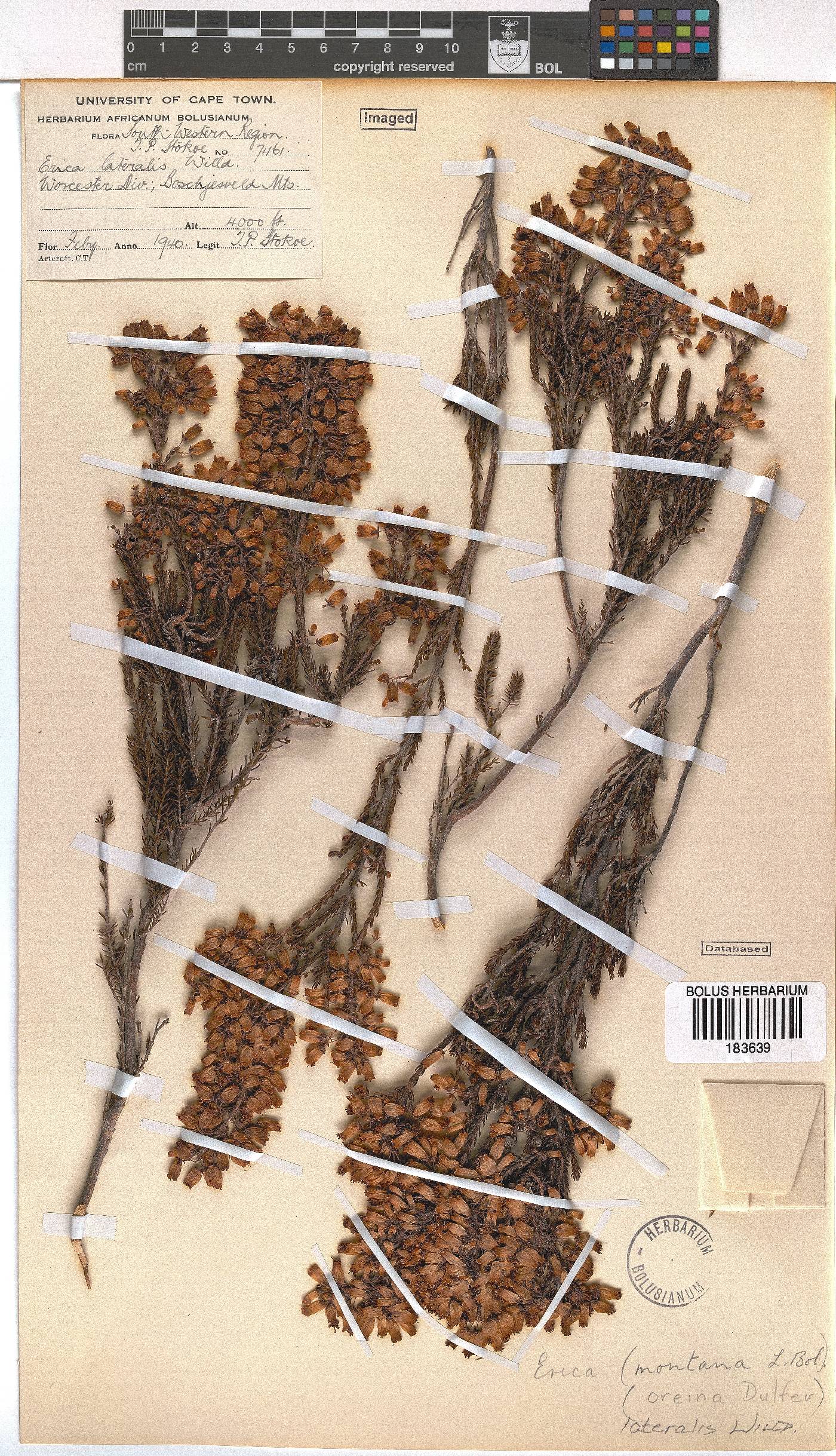Erica lateralis image