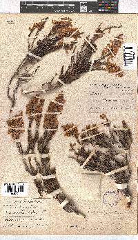 Erica lateralis image