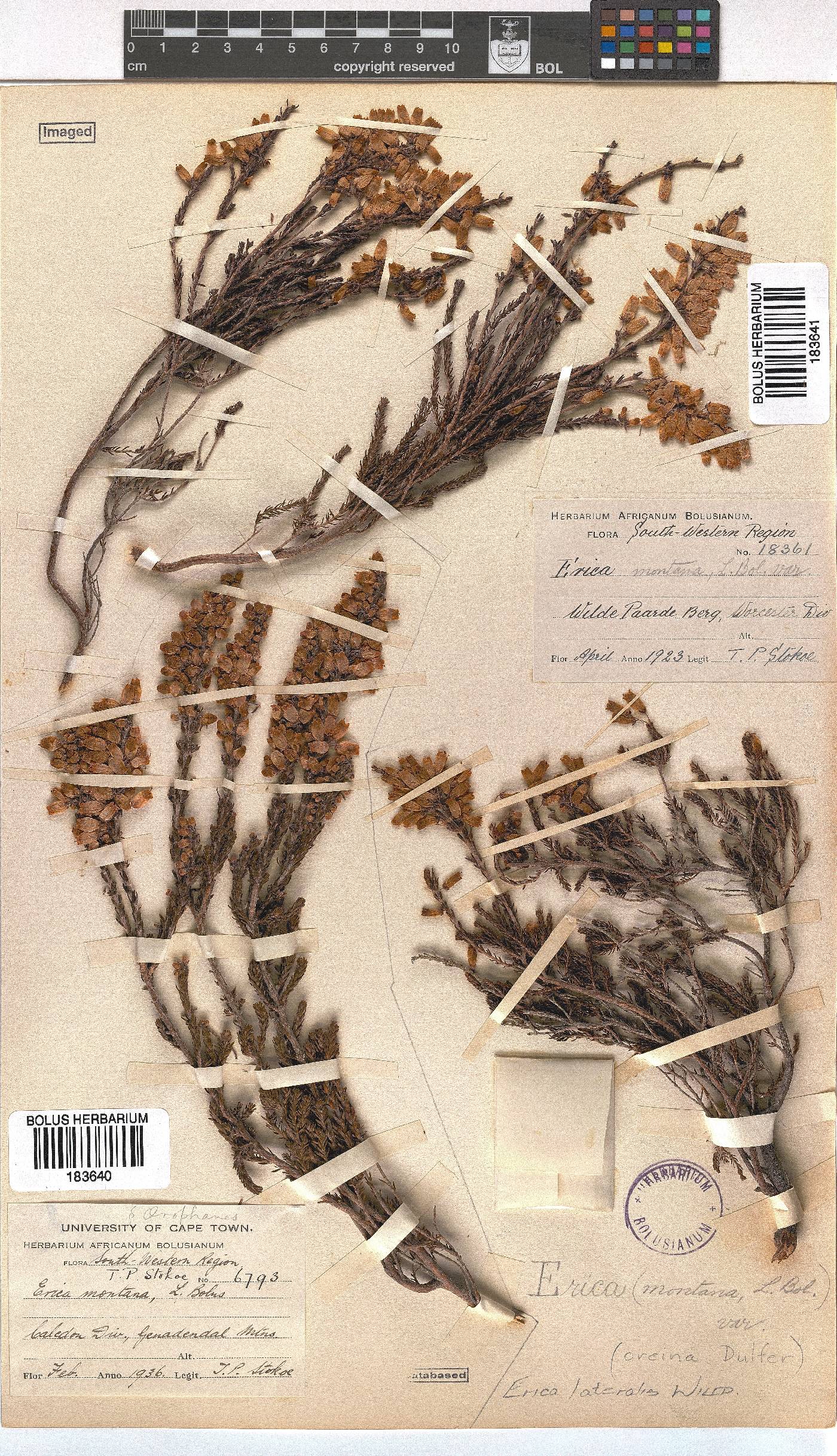 Erica lateralis image