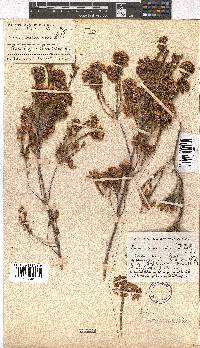 Erica verecunda image