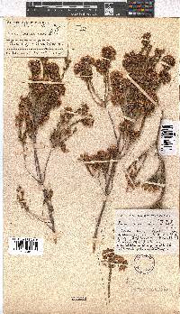 Erica verecunda image