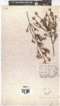 Erica verecunda image