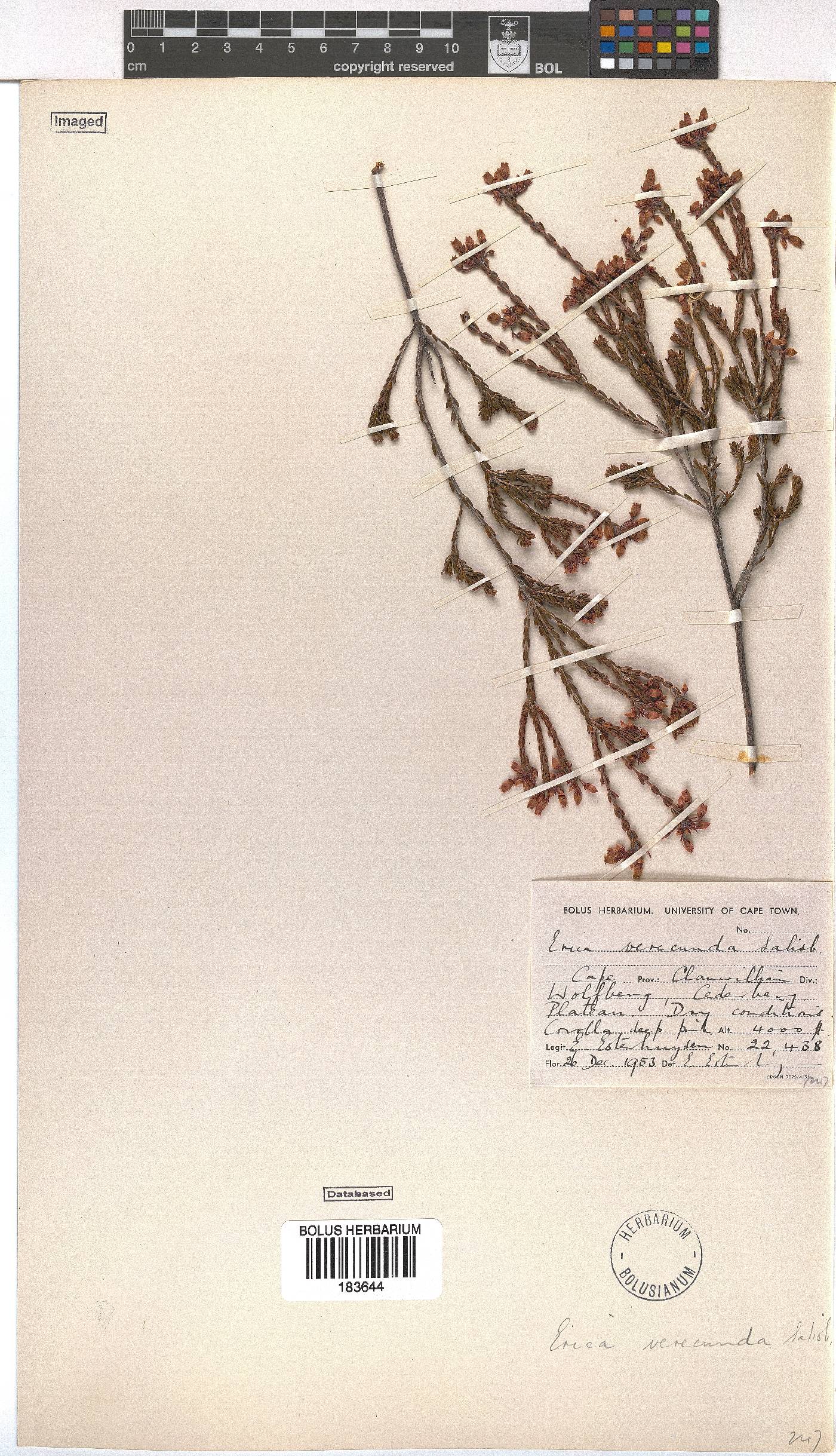 Erica verecunda image