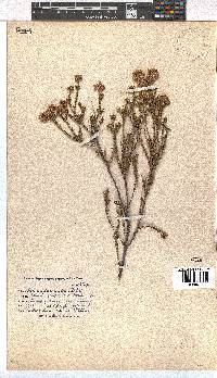 Erica verecunda image