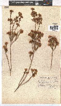 Erica verecunda image