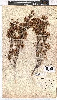 Erica verecunda image