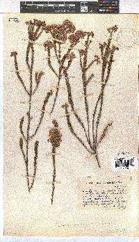 Erica verecunda image