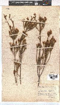 Erica verecunda image