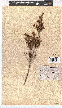 Erica verecunda image