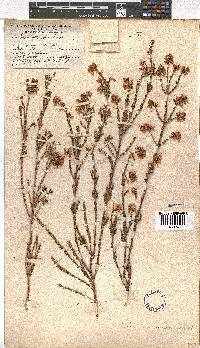 Erica verecunda image