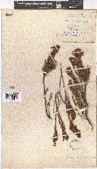 Erica verecunda image