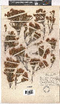 Erica verecunda image