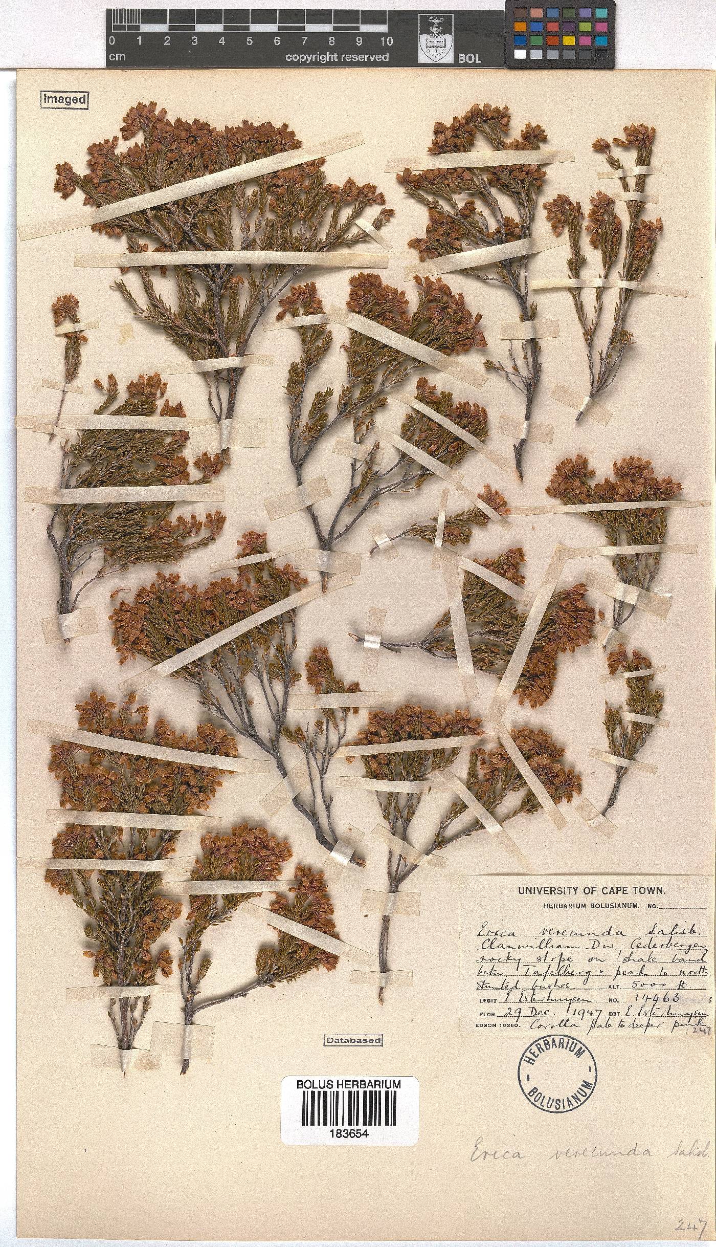 Erica verecunda image