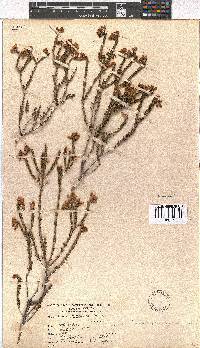 Erica verecunda image