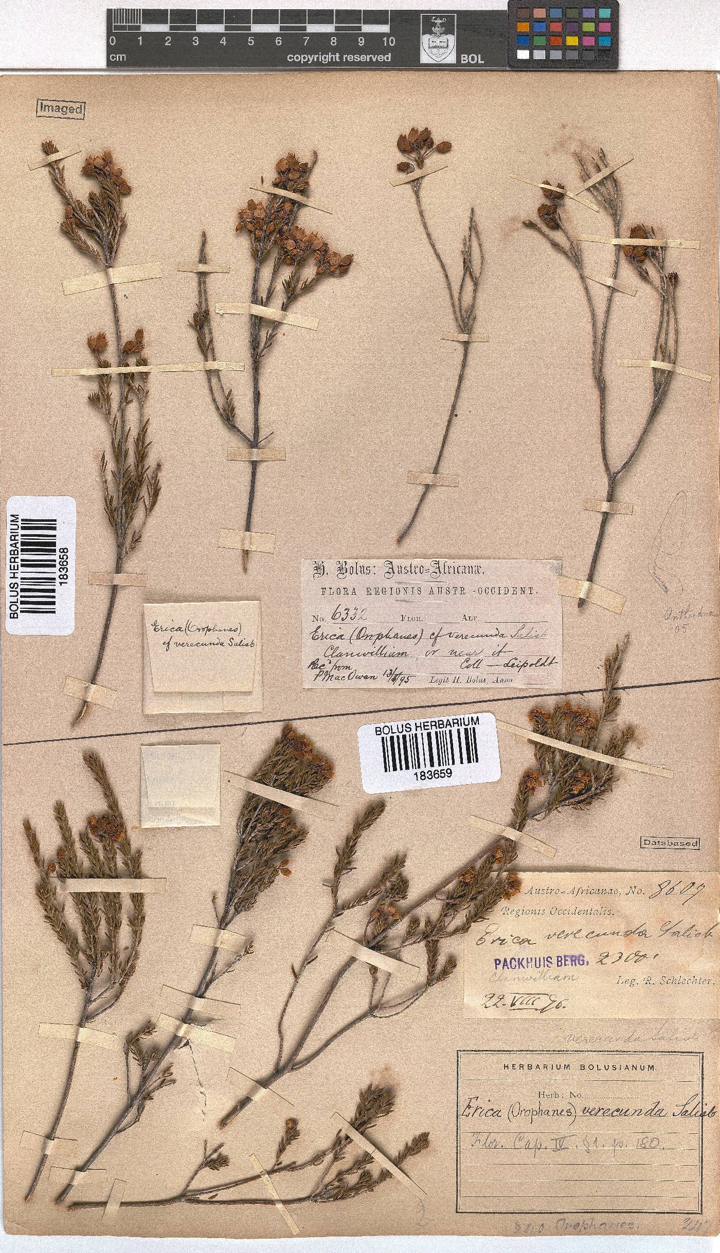 Erica verecunda image