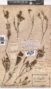 Erica verecunda image