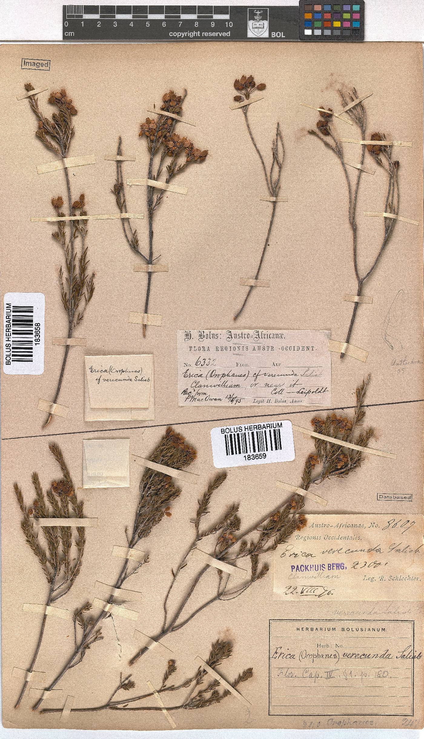 Erica verecunda image