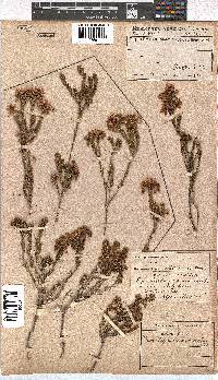 Erica verecunda image