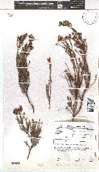 Erica verecunda image
