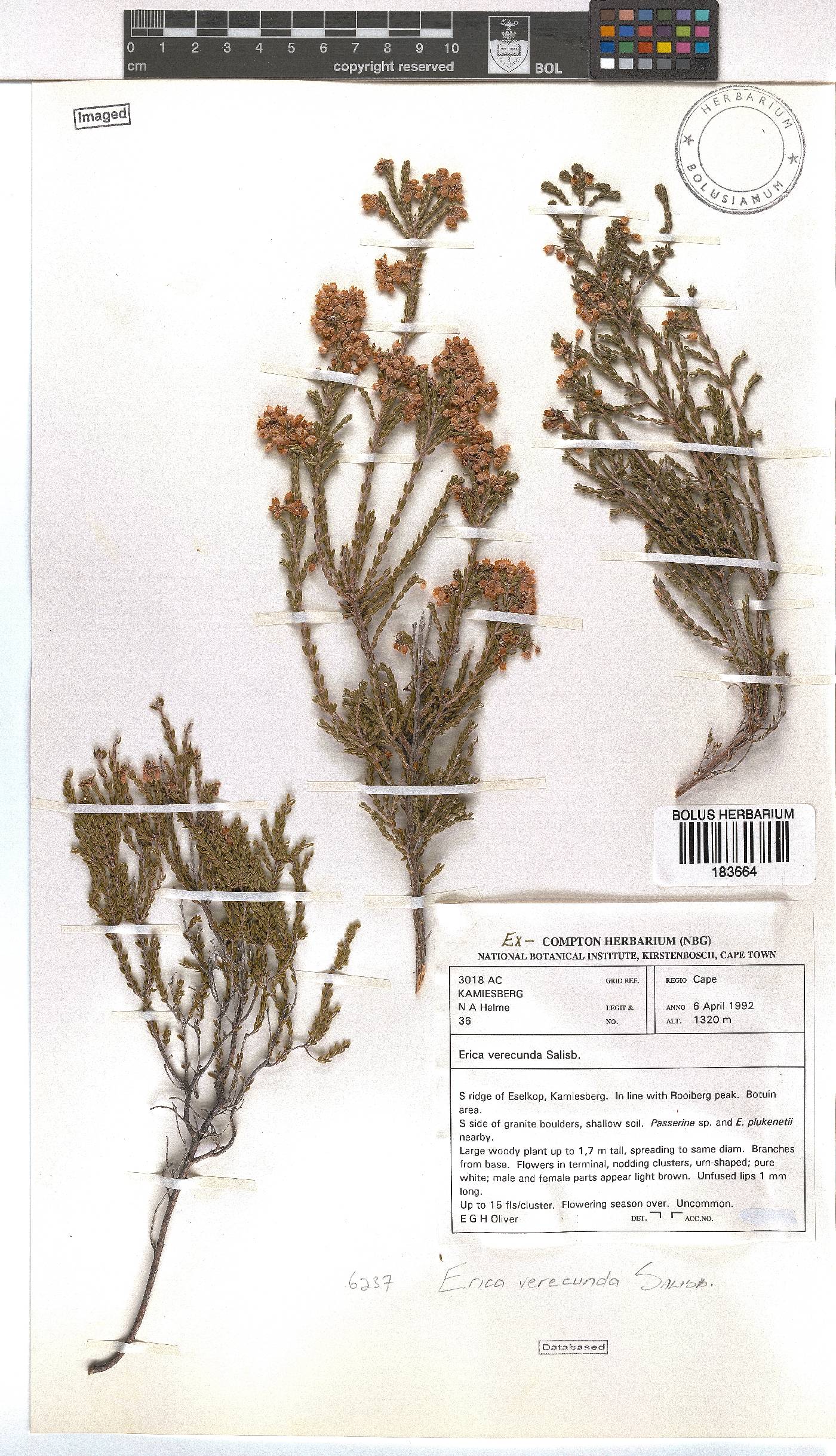 Erica verecunda image