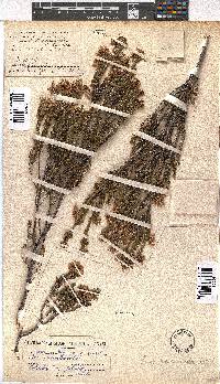 Erica verecunda image