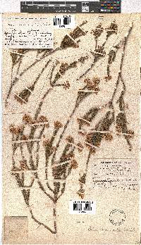 Erica verecunda image