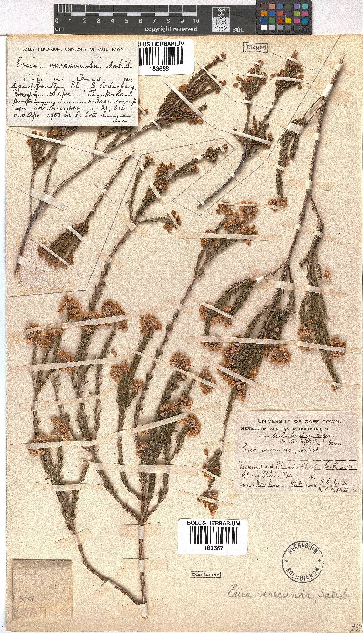 Erica verecunda image