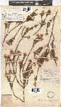 Erica verecunda image