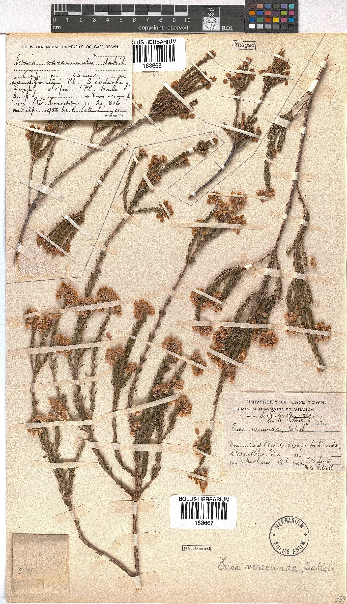 Erica verecunda image