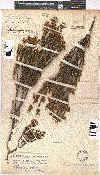 Erica verecunda image