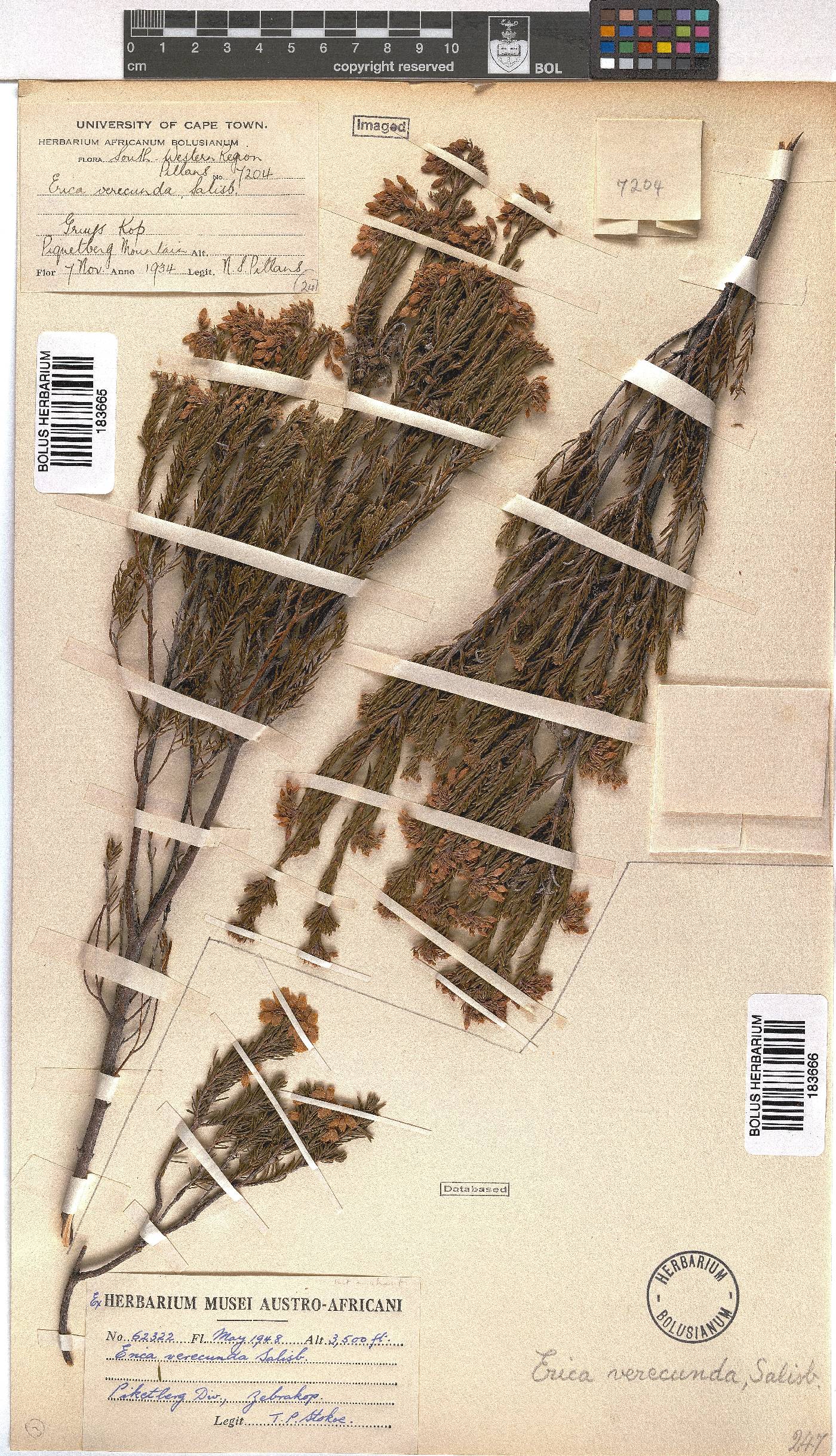 Erica verecunda image