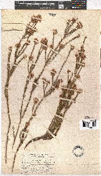 Erica verecunda image