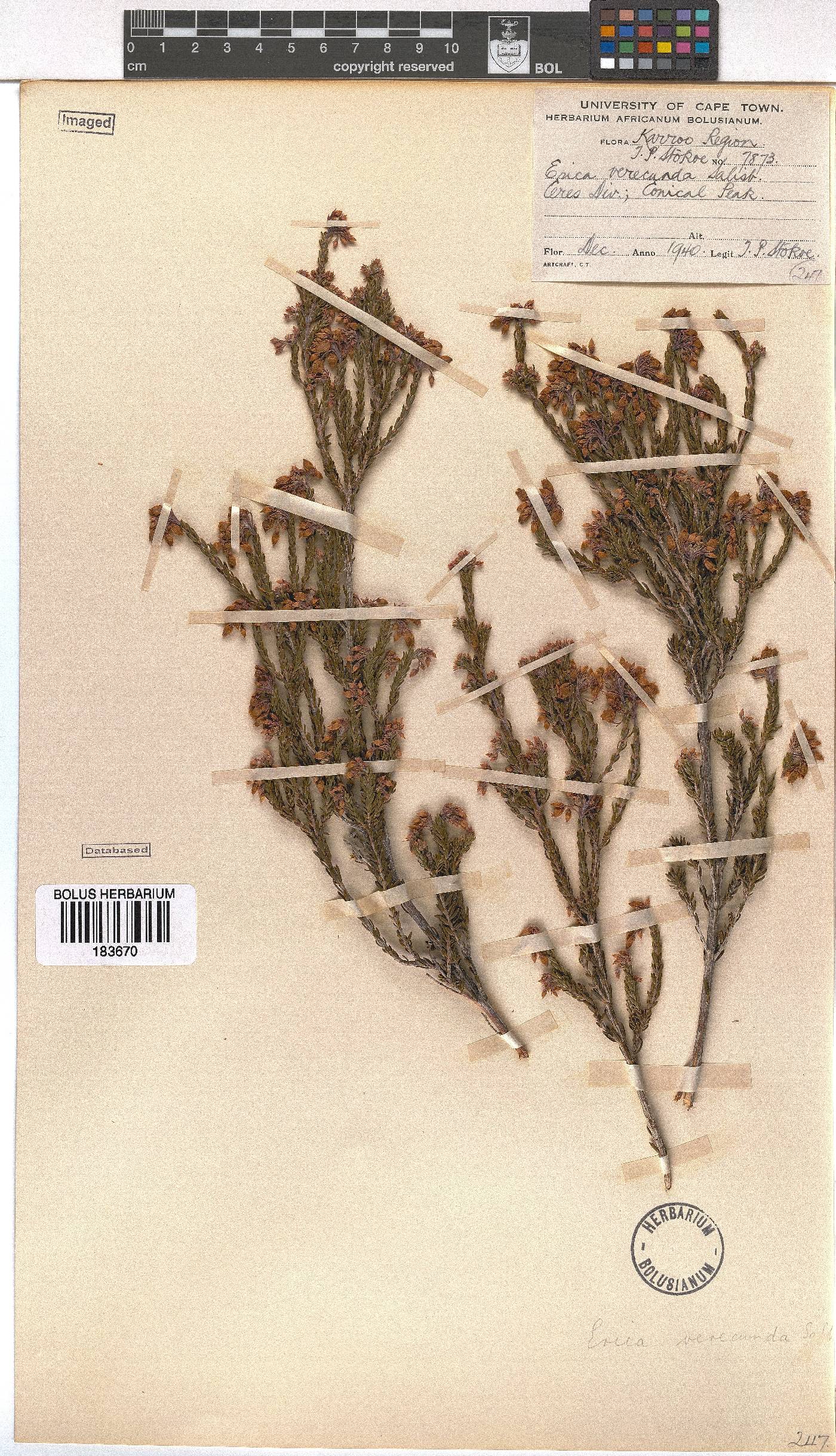 Erica verecunda image