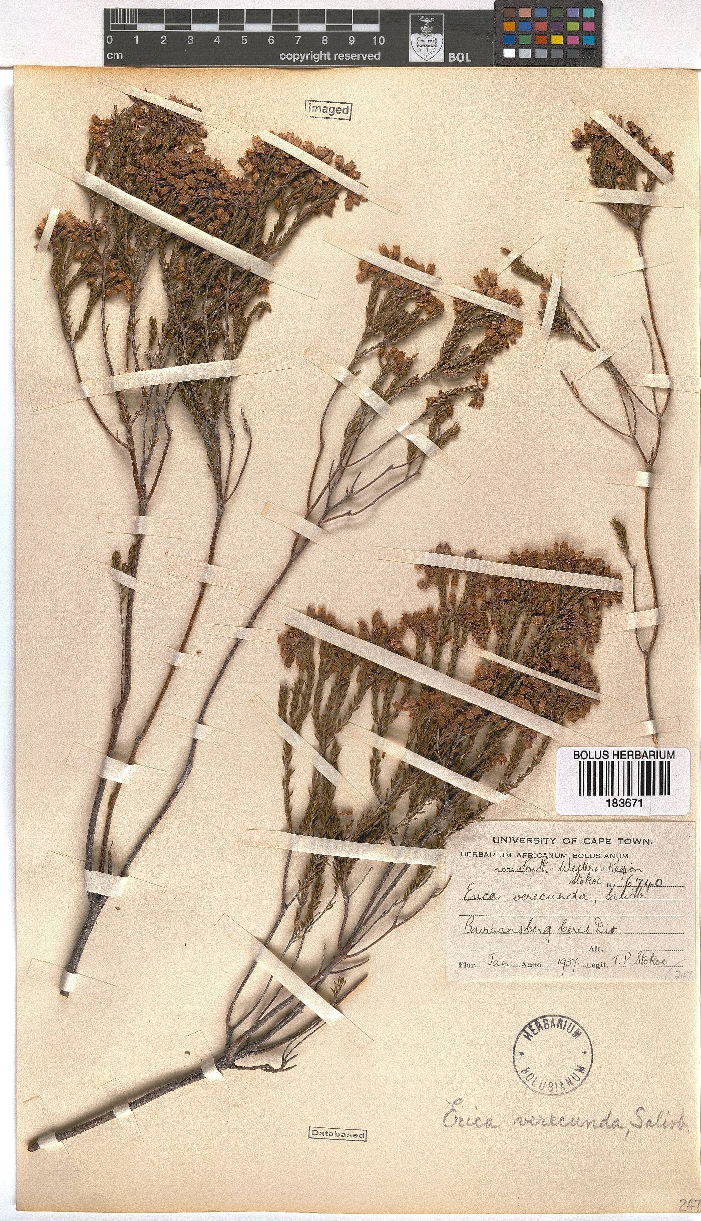 Erica verecunda image