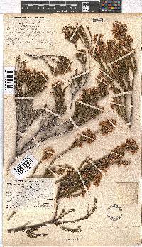 Erica verecunda image