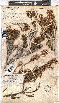 Erica verecunda image