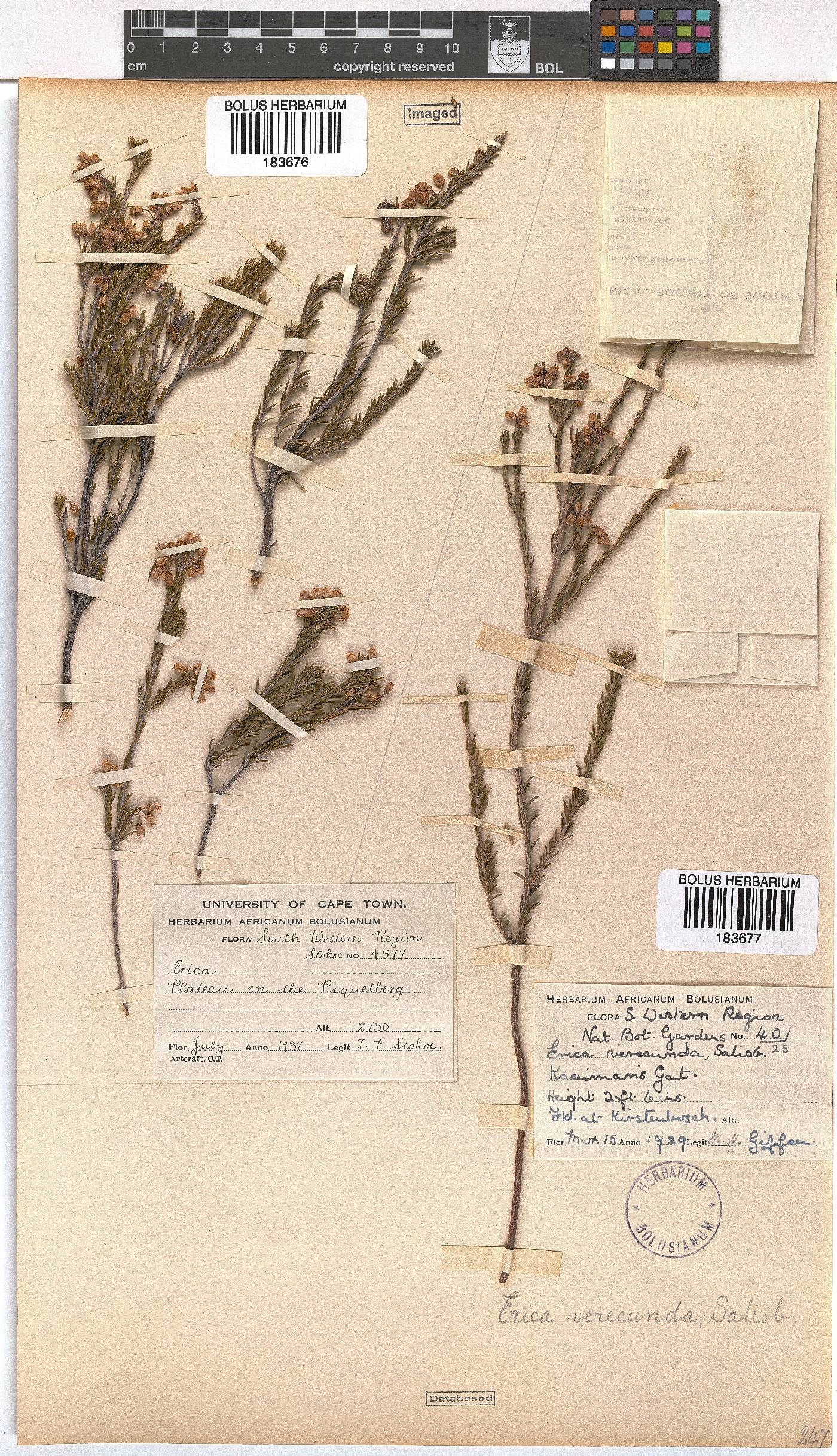 Erica verecunda image