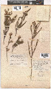 Erica verecunda image