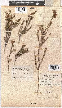 Erica verecunda image