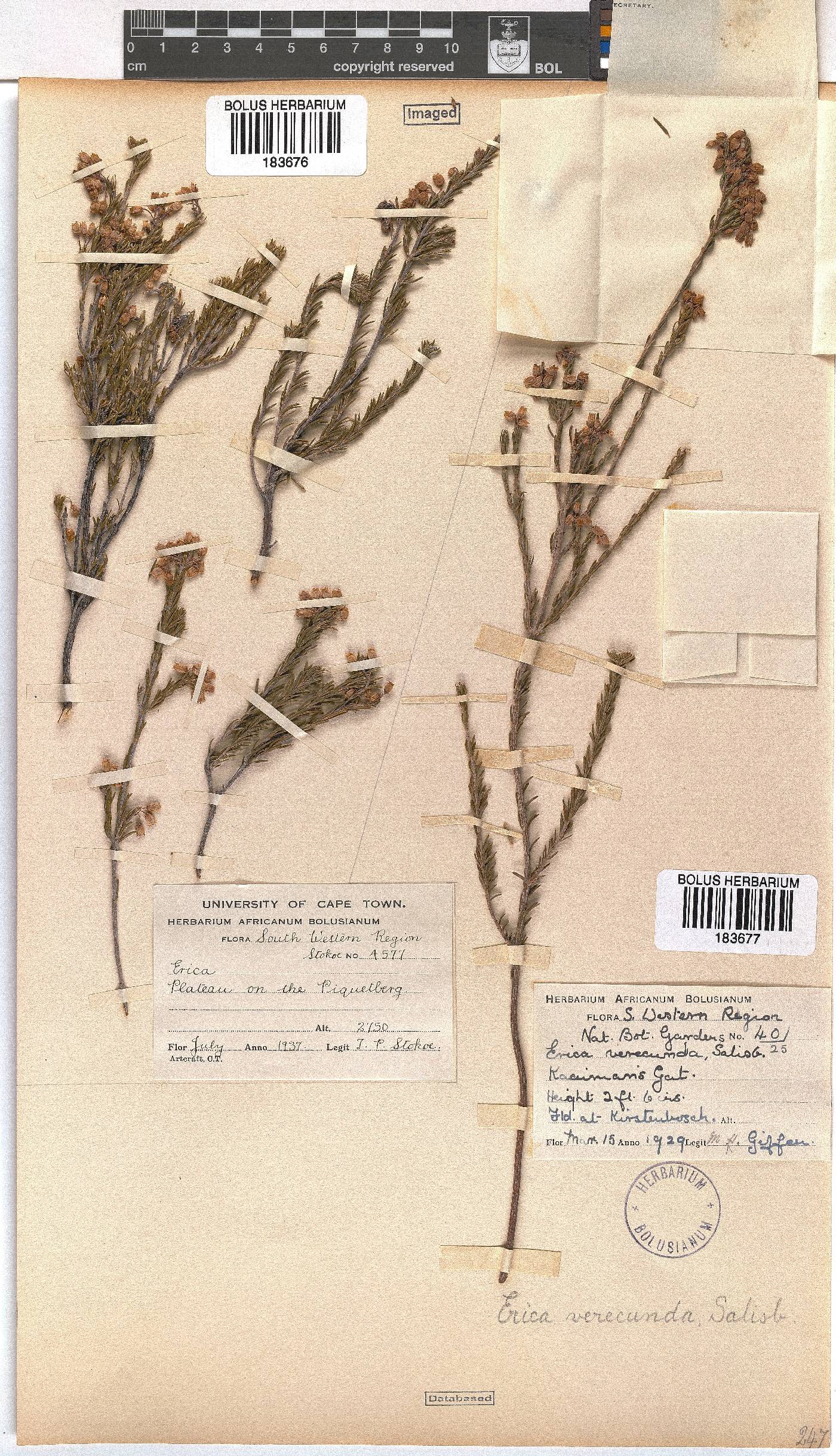 Erica verecunda image