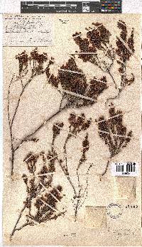 Erica tenella var. tenella image